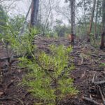 indigenous forest garden route south africa